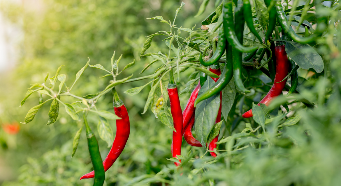 Green and red chili peppers growing on a leafy plant in a garden, sunlit background.