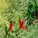 Green and red chili peppers growing on a leafy plant in a garden, sunlit background.