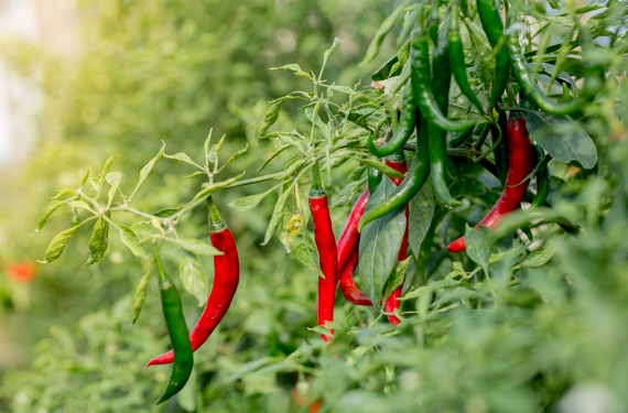 Green and red chili peppers growing on a leafy plant in a garden, sunlit background.