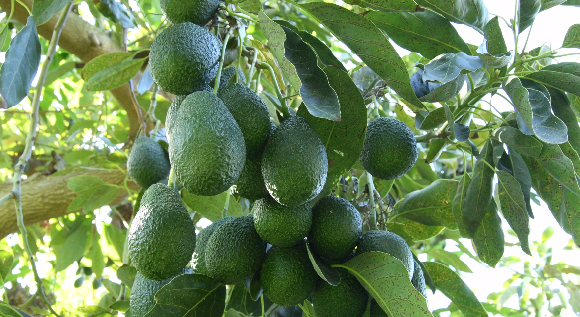 Cluster of green avocados hanging from a tree among glossy leaves.