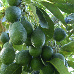 Cluster of green avocados hanging from a tree among glossy leaves.
