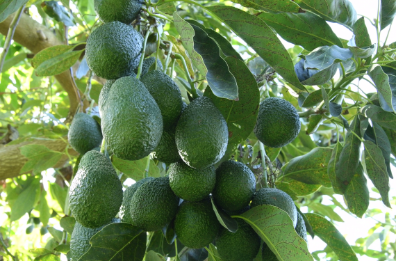 Cluster of green avocados hanging from a tree among glossy leaves.